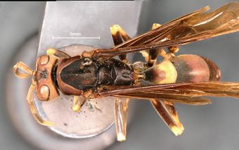 Media type: image;   Entomology 33136 Aspect: habitus dorsal view